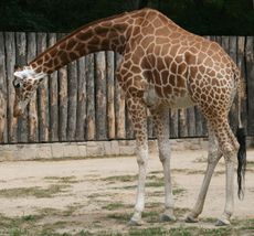 Giraffe-091.jpg